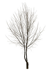 Image showing Bare tree isolated over white