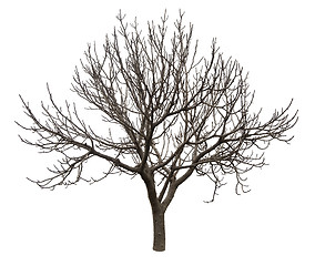 Image showing Bare tree isolated over white