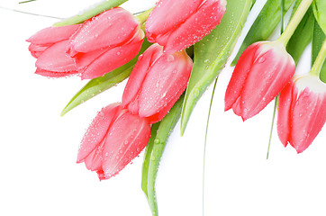 Image showing Spring Tulips