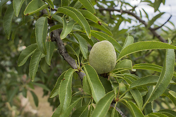 Image showing almond tree 
