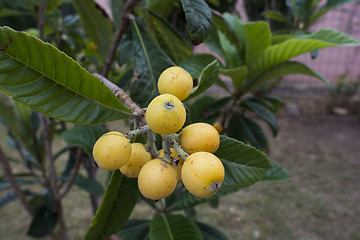 Image showing loquat tree