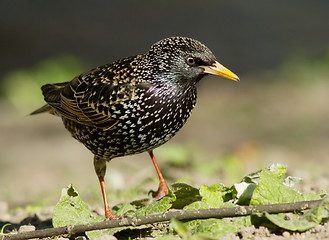 Image showing Starling