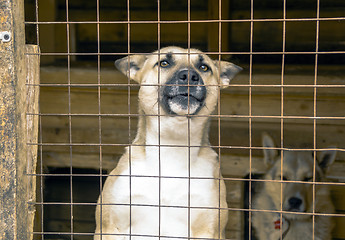Image showing Dogs in aviary of animal shelter