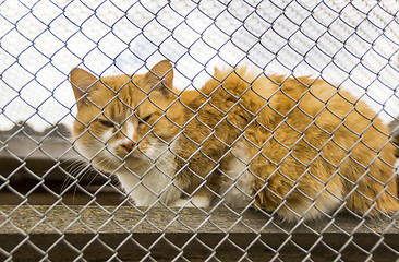 Image showing Red cat in aviary of animal shelter