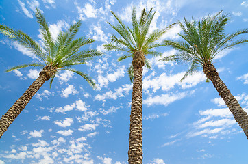 Image showing Three date palms against deep blue sky