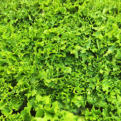 Image showing Green lettuce background