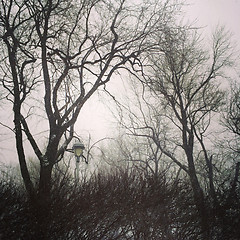 Image showing Gloomy trees against cloudy sky