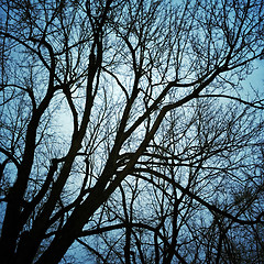 Image showing Trees silhouettes in moonlight