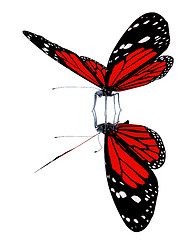 Image showing Butterfly