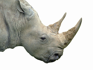 Image showing Rhino