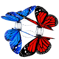 Image showing Butterflies