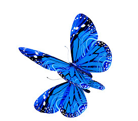 Image showing Butterfly