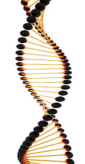 Image showing DNA structure model 