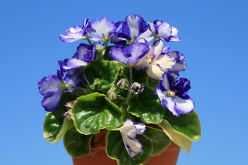 Image showing Potted African Violets