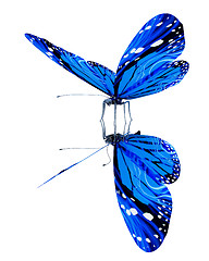 Image showing Butterfly