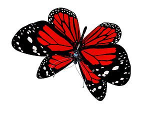 Image showing Butterfly