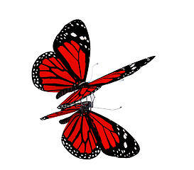 Image showing Butterfly