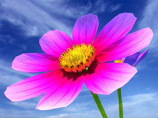 Image showing Beautiful Cosmos Flower Against the sky