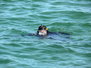 Image showing Military Diver On Mission