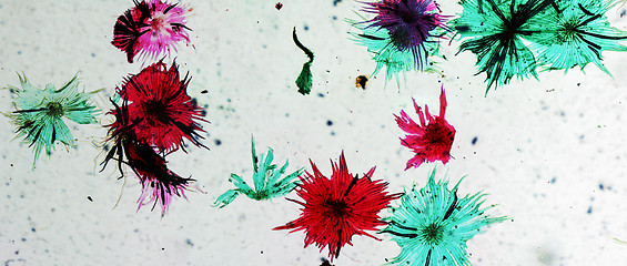 Image showing Apple micrograph