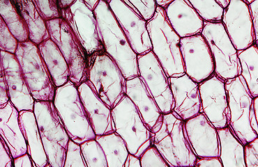 Image showing Onion epidermus micrograph