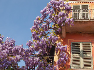 Image showing Wisteria