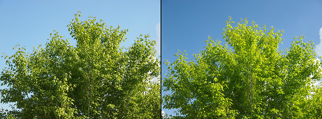 Image showing Polarising filter