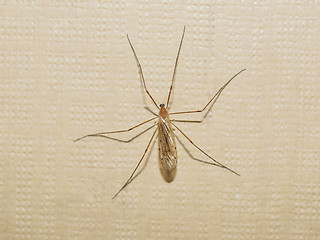 Image showing Gnat insect