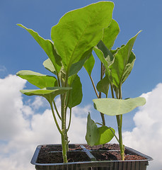 Image showing Plug aubergine plant