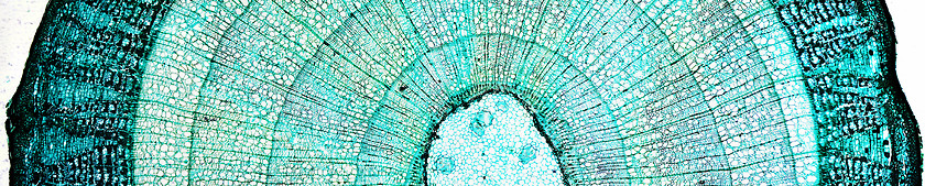 Image showing Pine Wood micrograph