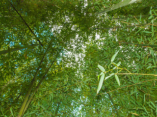 Image showing Bamboo plant