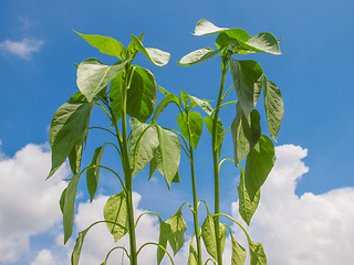 Image showing Plug pepper plant