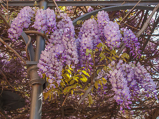 Image showing Wisteria