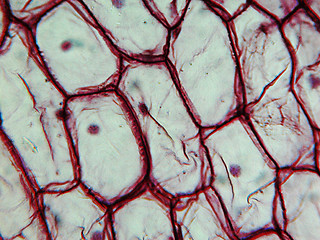 Image showing Onion epidermus micrograph