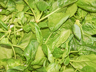 Image showing Spinach leaves