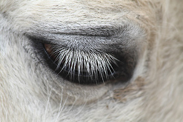 Image showing eye of horse 