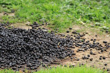 Image showing llama poo 