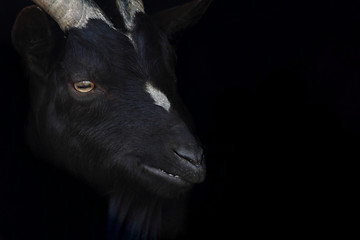 Image showing black goat head 