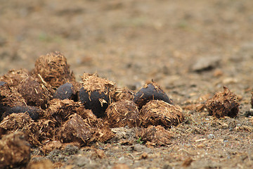 Image showing horse poo 