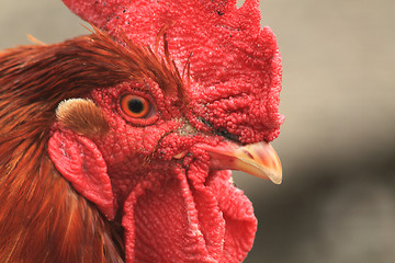 Image showing rooster head from home farm 