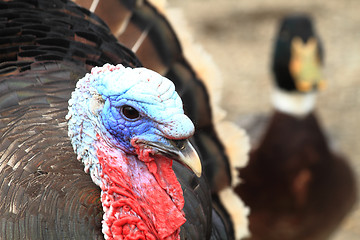 Image showing color head of turkey 