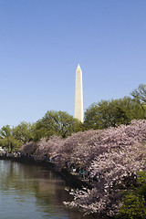 Image showing Washington Monument Cherry Blossoms 