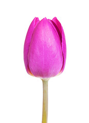 Image showing Purple tulip isolated