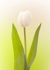 Image showing White tulip