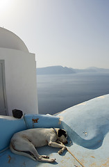 Image showing dog sleeping greek islands over the sea santorini