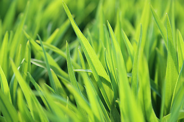 Image showing Fresh green plant