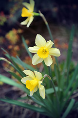 Image showing Beautiful Daffodils (Narcissus)