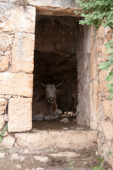 Image showing A cow inside old ruins