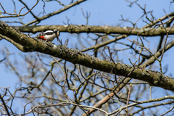 Image showing Woodpecker looking for food in a tree