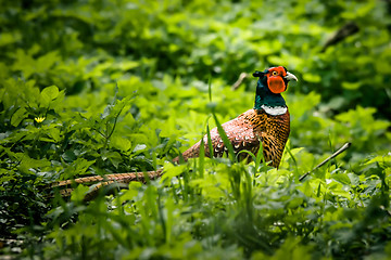 Image showing Pheasant male in nature